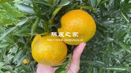 新会陈皮就是普通的橘子皮吗