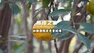 新会柑只能在新会种植吗